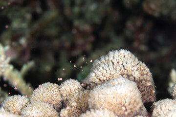 アザミサンゴの産卵　小笠原