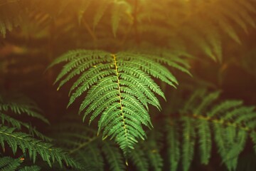 Natural green fern in the forest. beautiful bright green fern background.