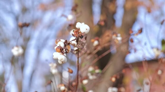 White Berries of Snowberry Waxberry Ghostberry on Autumn Day