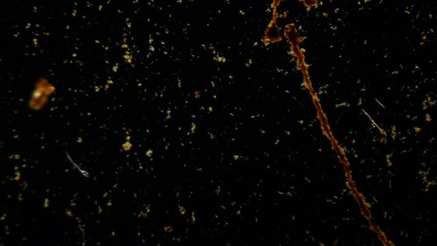 Samples of drinking water from worn out water supply systems under a microscope. Drinking water quality problem. Iron oxide. Rusty red water