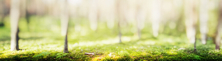 Blur spring forest panorama
