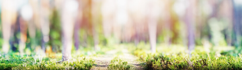 Forest blur panorama