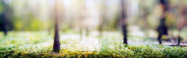 Forest bokeh nature background