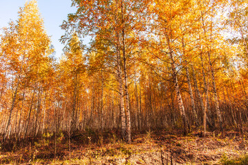 Obraz premium Young birch forest in autumn. Nature