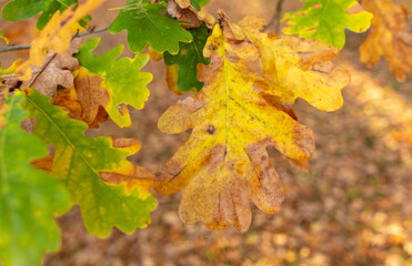 Autumn oak leaves in the park. Nature.
