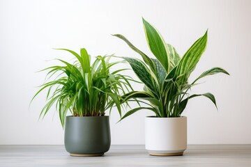 a pair of houseplants kept in equal distance from each other