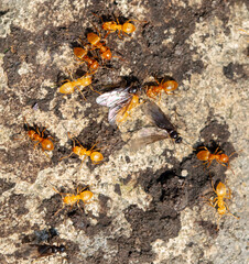 Yellow ants on the ground. Close-up