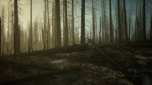 Burned trees after wildfire with pollution and a lot of smoke
