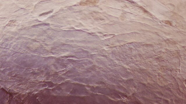 pig tissue under a microscope. Production of organs for human transplantation. Porcine heart and kidney transplantation into humans. Finding solutions to organ rejection during transplantation