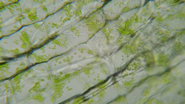 Nanorobots Inside plant cells. Amazing Green life under microscope. 100x times magnification. Smooth focusing, zoom. Finding a way to recycle human activity waste