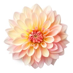 Fototapeta premium Dahlia
