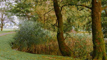 Fototapeta premium Schilf und Baum am See