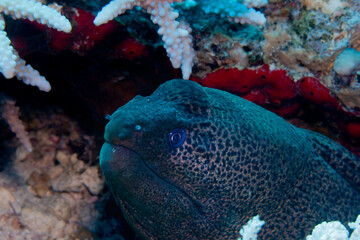 Fish of the Red Sea. Giant Moray