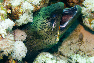 Fish of the Red Sea. Giant Moray