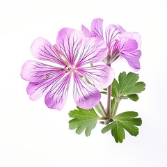 Obraz premium Geranium