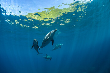 Wild dolphins swimming in groups of four