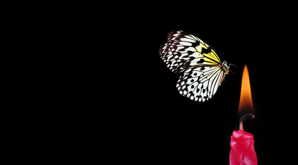 butterfly flying into the light of a candle. bright tropical rice paper butterfly and candle flame...