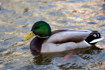 Mallard duck in the water
