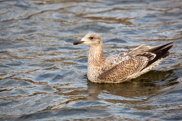 European herring gull in the water