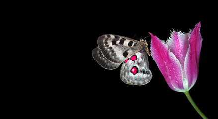 bright apollo butterfly on tulip flower in dew drops isolated on black. copy space