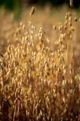 field of oats © Maksim Shebeko