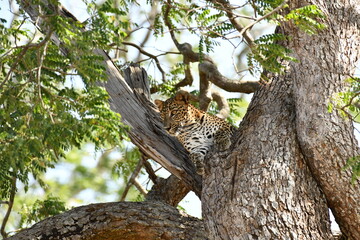 leopard in the tree