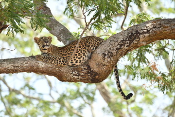 leopard on  tree