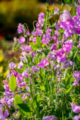 Purple flowers of sweet pea (Lathyrus odoratus)
