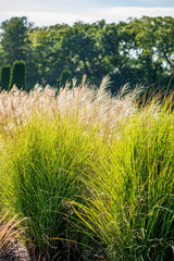 Japanese pampas grass (Pampas grass)