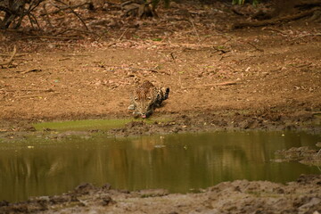 leopard drinking water 