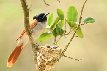 Indian Flycatcher nest in Sri Lanka