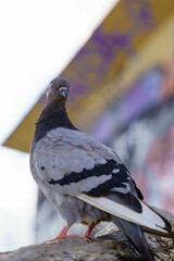 Urban Harmony: Gray Pigeon Amidst Colorful Graffiti