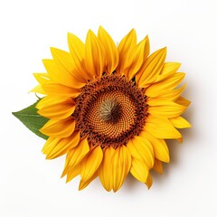 Fototapeta premium Sunflower