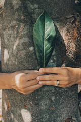 Woman hands hugging tree trunk and holding big maple green leaf. Concept of people and nature love....