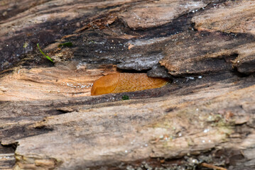 Carpathian slug sitting on a tree