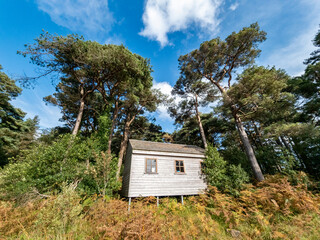 Wooden hut under Scots Pine trees in County Donegal - Ireland