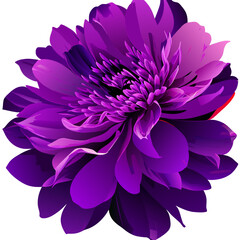 Beautiful purple chrysanthemum flower. Vector illustration.
