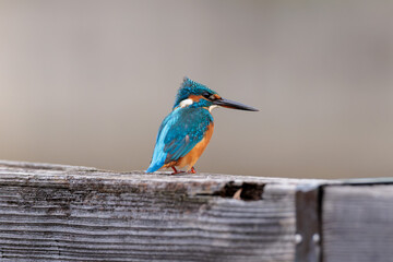 Kingfisher (Alcedo atthis)