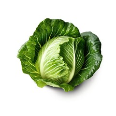 Obraz premium Ceylon cabbage
