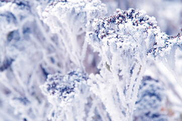 Winter nature background with abstract plants densely covered with snow