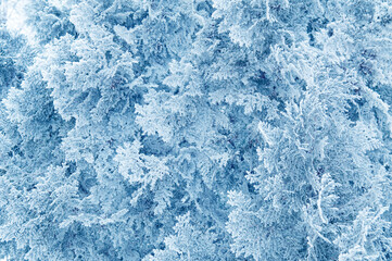 Fototapeta na wymiar Abstract winter background of thuja covered with hoarfrost and snow