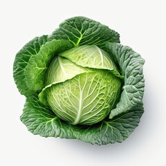 Fototapeta premium cabbage