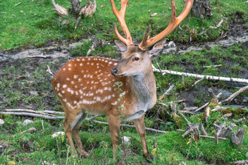 The spotted deer feeds on herbaceous plants. A mammal from the deer family. Deer with bright big horns in the forest. Deer graze in a clearing on a sunny day in summer.Animals in their natural habitat