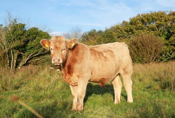 Cattle: Charolais breed bullock in field on farmland in rural Ireland