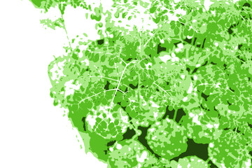 green kelor plant flower background