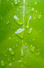 Freshness background, Droplets on green leaf background, Close up shot
