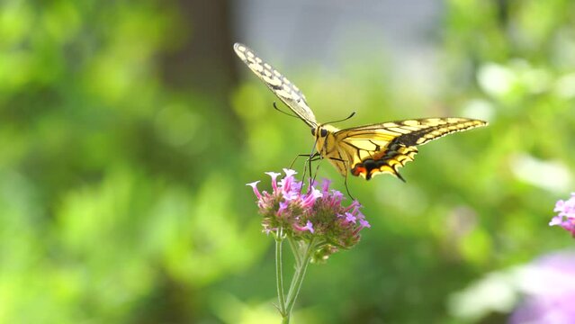 Old World swallowtail (Papilio machaon) nectaring and flying a Verbena bonariensis