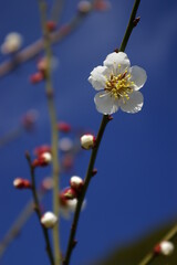 快晴の青空に映える白い梅の花