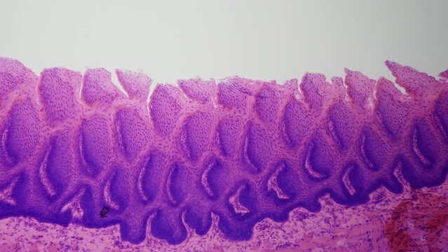 Human tongue under a microscope. The texture of the various layers of a mammal's tongue is of the highest quality. Study of human taste buds. Programming of eating behavior and consumer habits