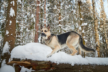 Dog German Shepherd outdoors in the forest in a winter day. Russian guard dog Eastern European Shepherd in nature on the snow and white trees covered snow
